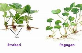 Dibawah Ini Contoh Tumbuhan Yang Berkembang Biak Dengan Stolon Adalah